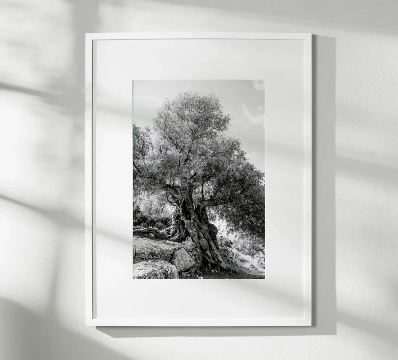 Olea poster da Shot By Clint