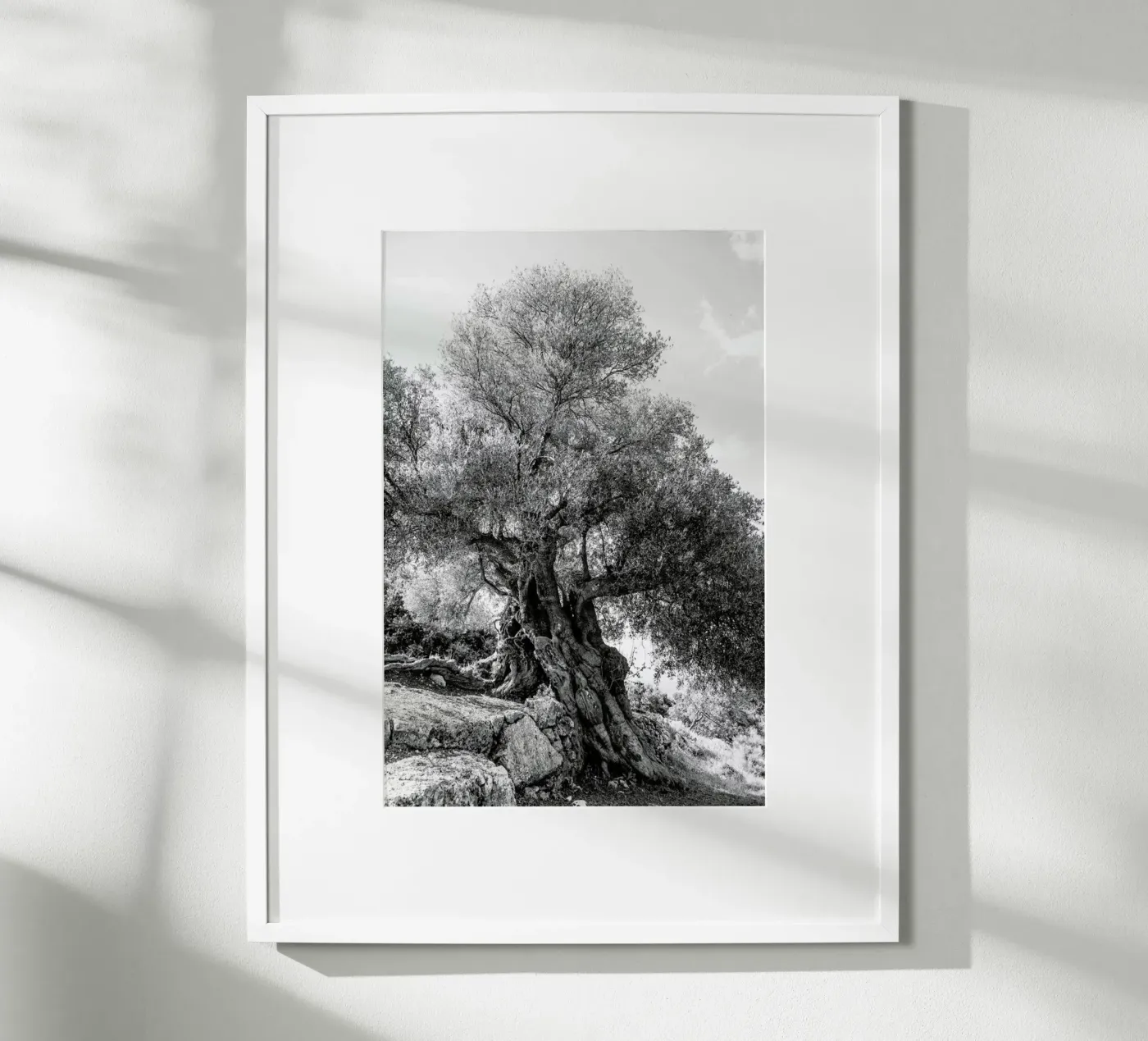 Olea poster da Shot By Clint