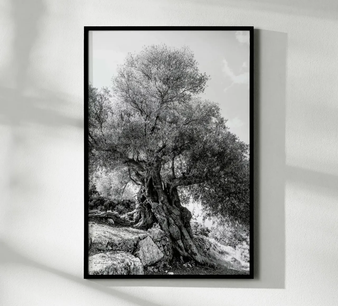 Olea poster da Shot By Clint