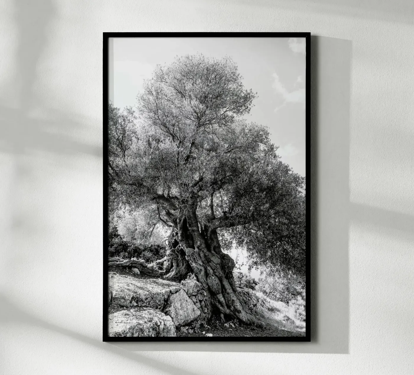 Olea Poster von Shot By Clint