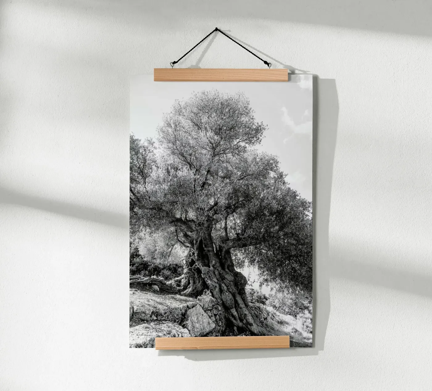 Olea poster da Shot By Clint