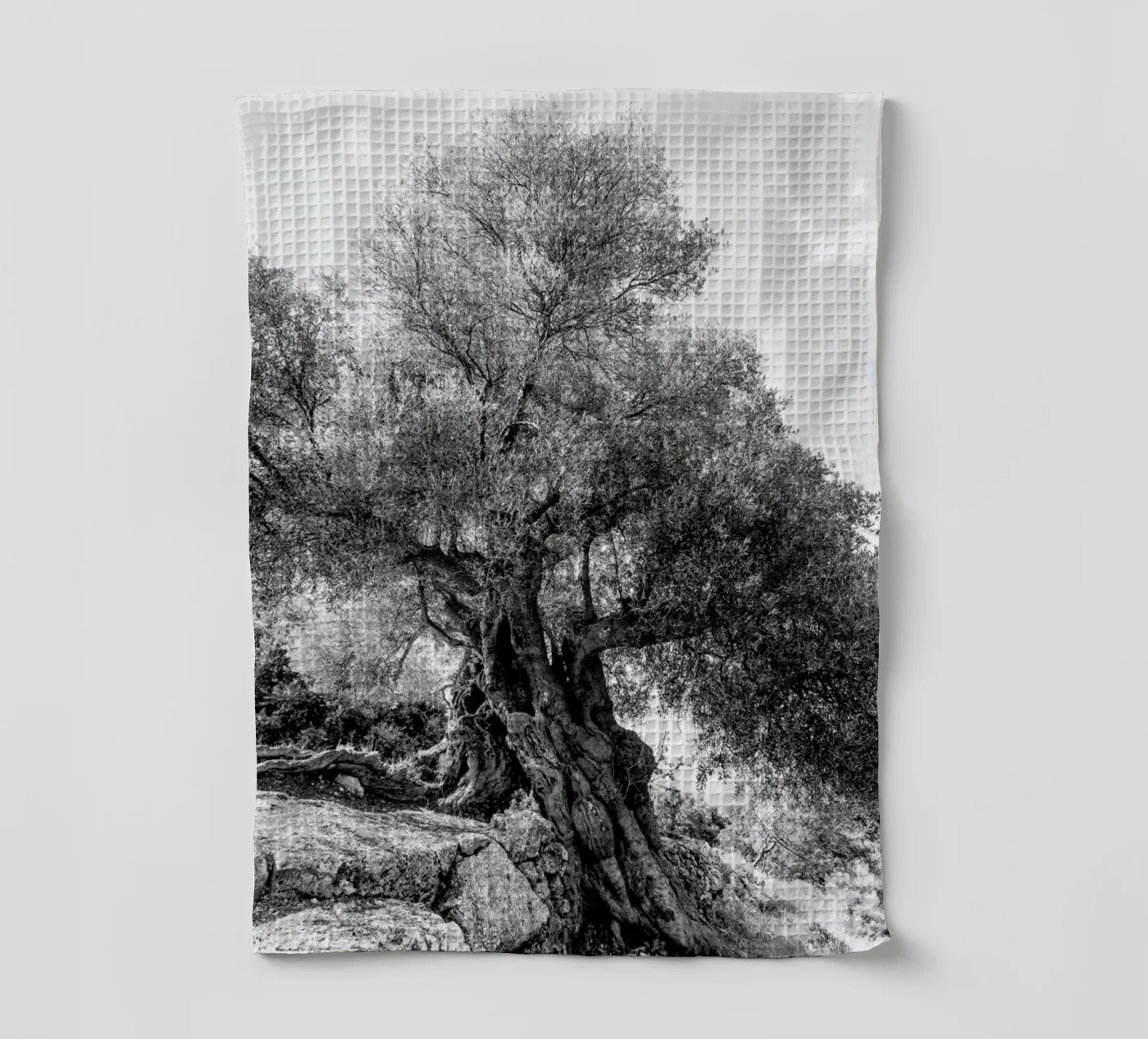 Olea torchon de Shot By Clint
