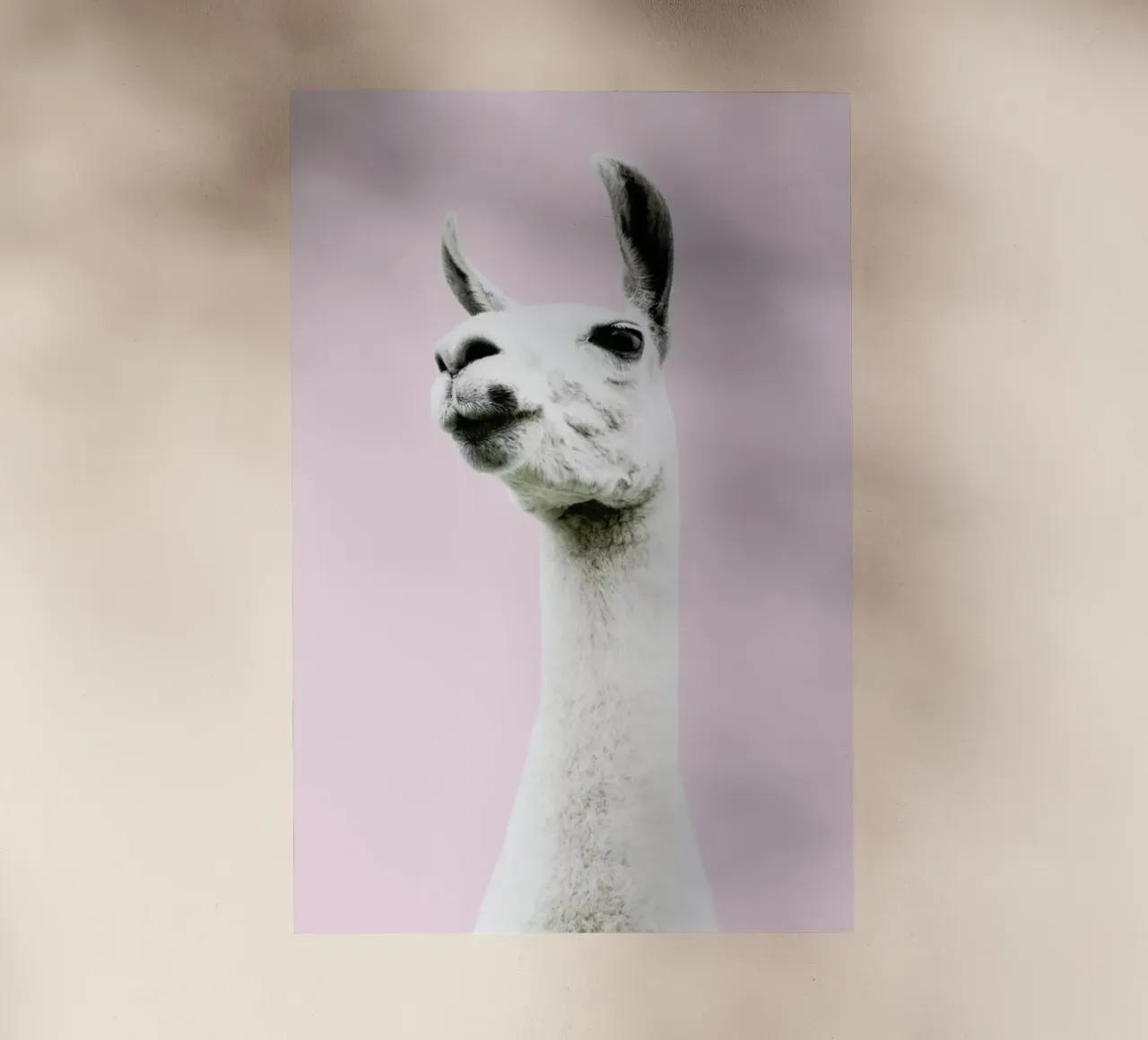Pink Llama pellicola backlit da Victoria Frost