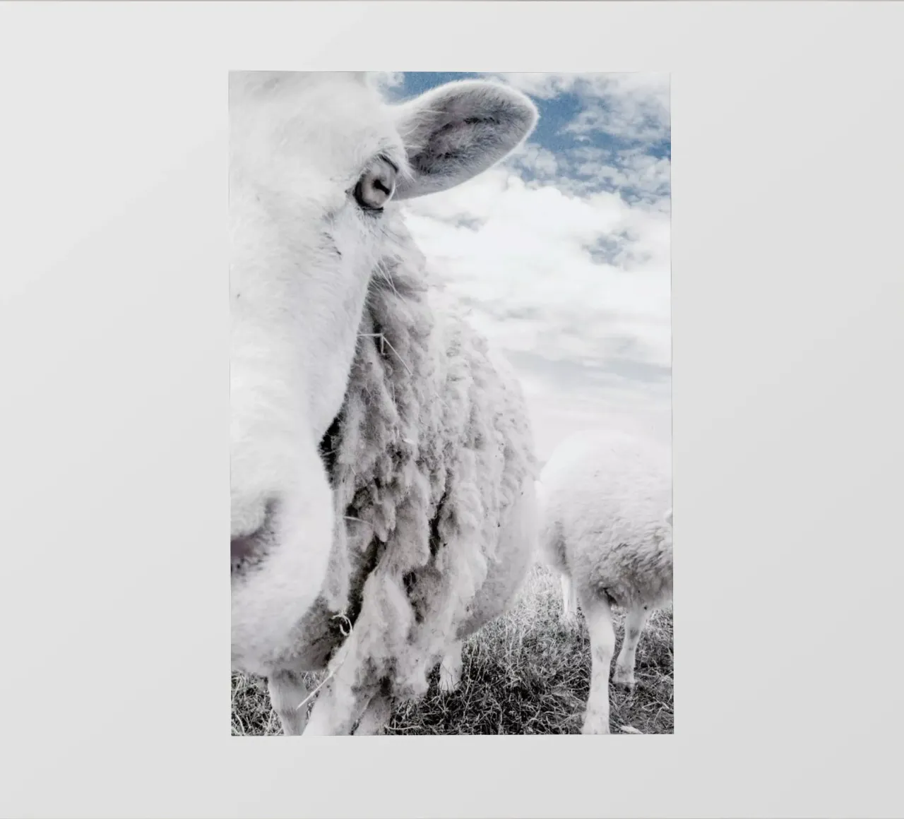Sheeps telo in pvc da Victoria Frost