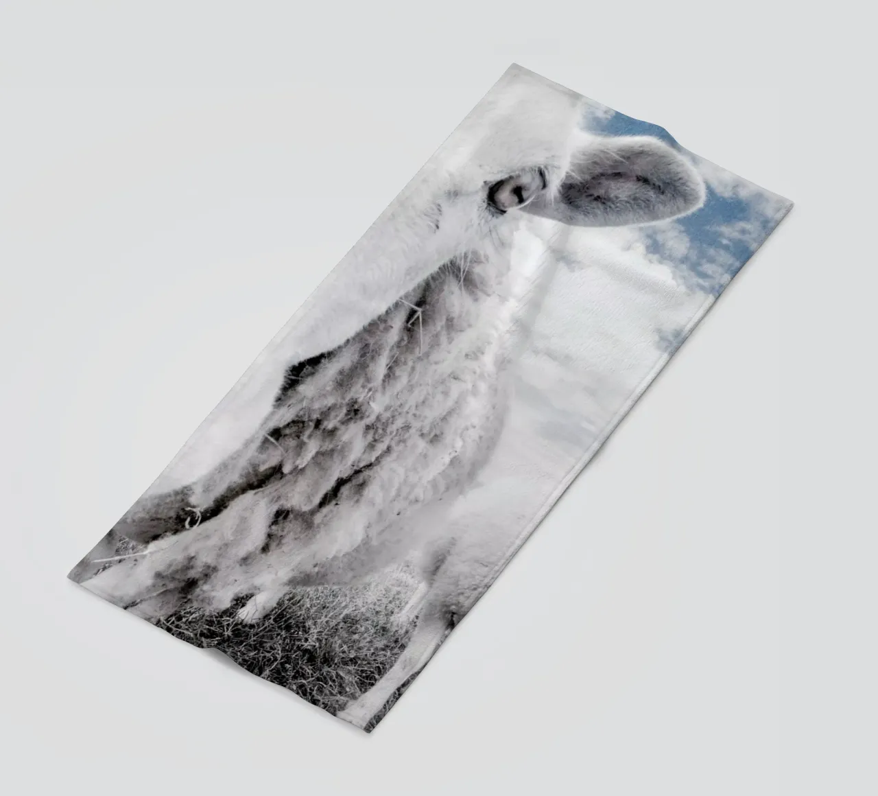 Sheeps telo mare da Victoria Frost