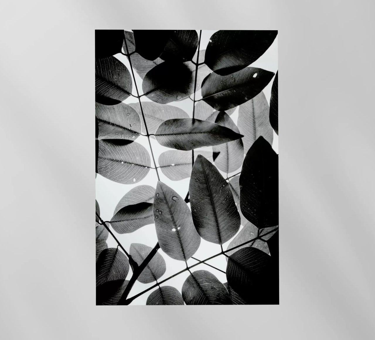 Experiments with Leaves II pellicola backlit da Tal Paz-Fridman