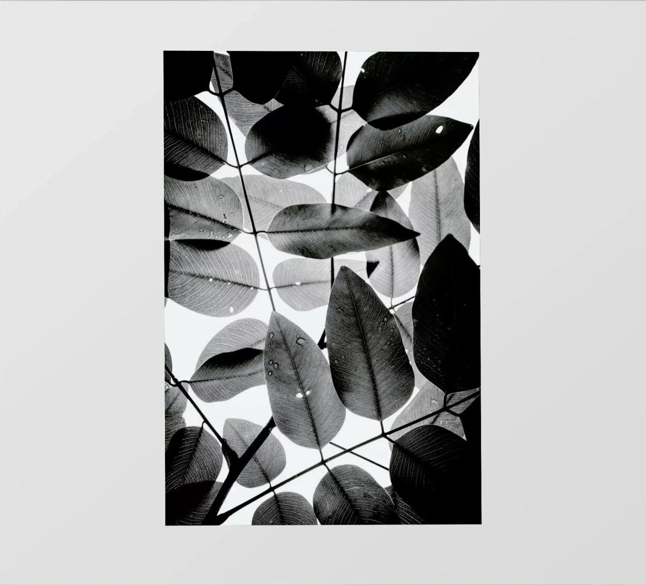 Experiments with Leaves II pellicola backlit da Tal Paz-Fridman