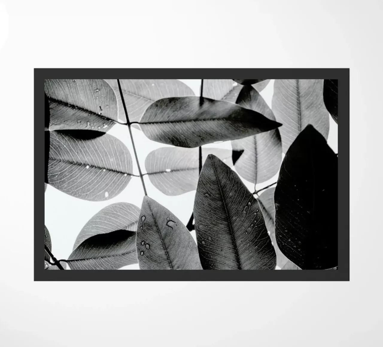 Experiments with Leaves II zerbino da Tal Paz-Fridman