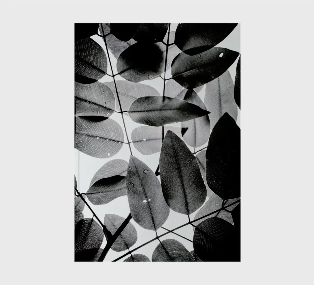 Experiments with Leaves II notebook by Tal Paz-Fridman