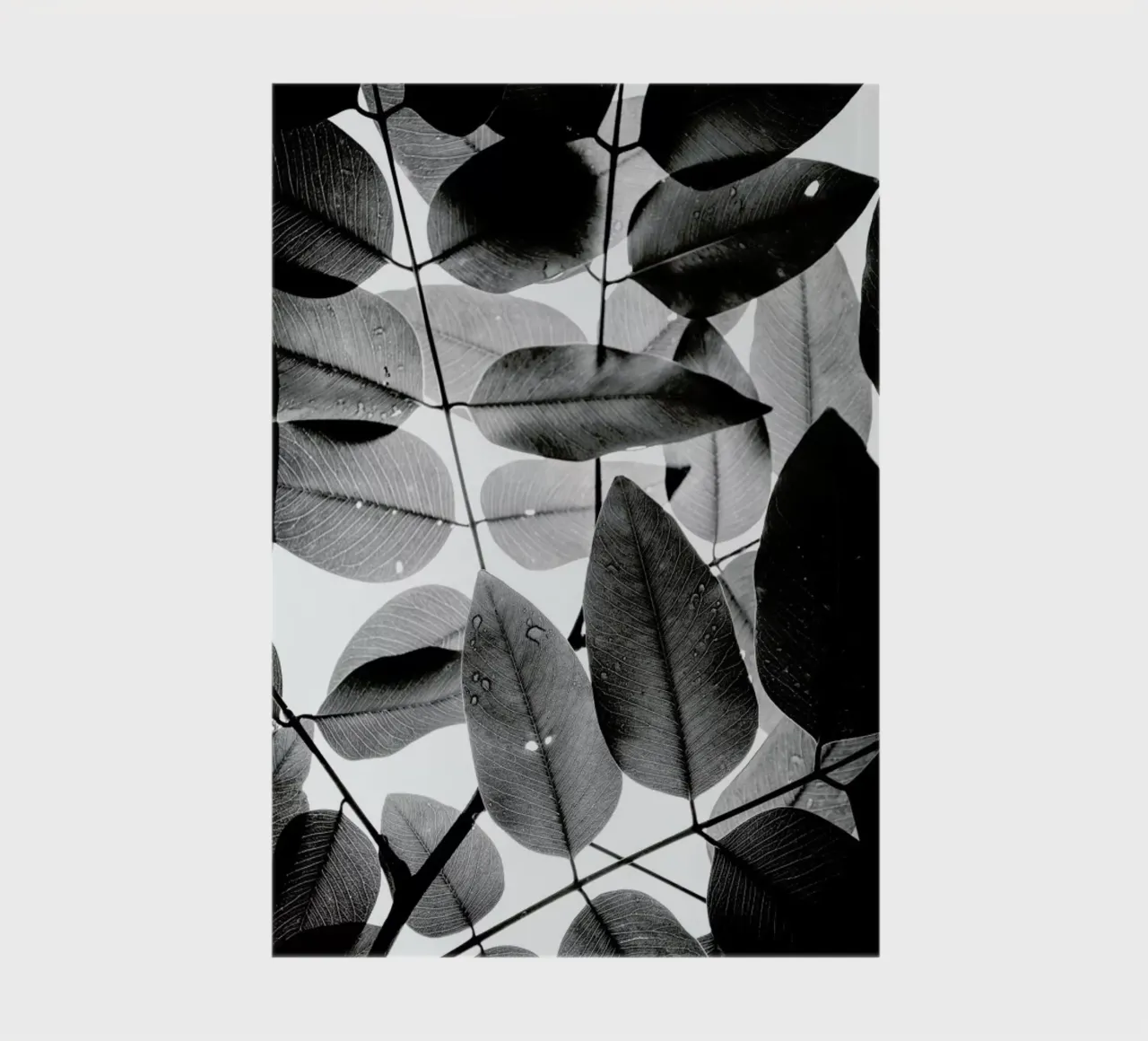 Experiments with Leaves II notebook by Tal Paz-Fridman