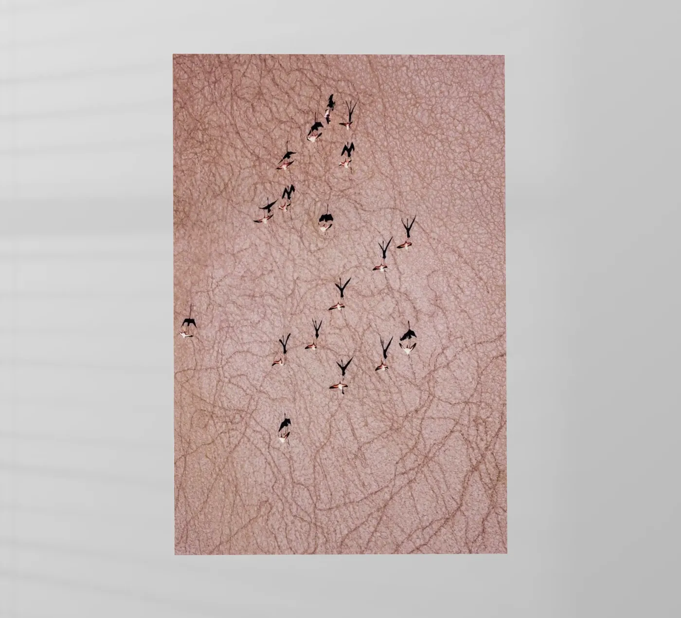 Flamingo pellicola backlit da ROBERTO H