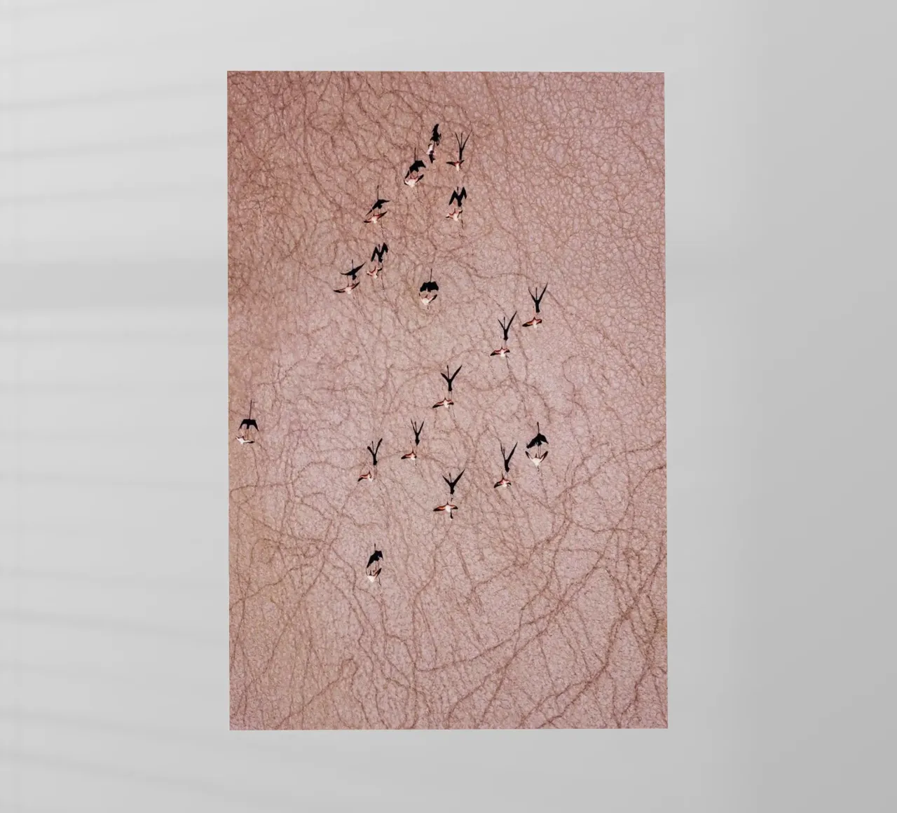 Flamingo pellicola backlit da ROBERTO H