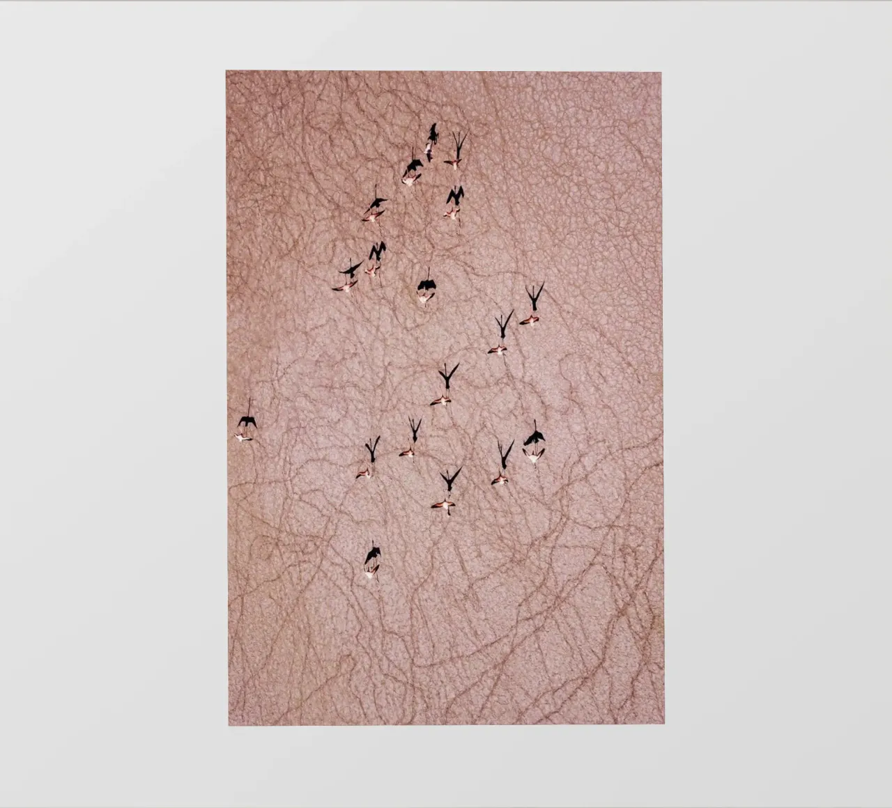 Flamingo pellicola backlit da ROBERTO H