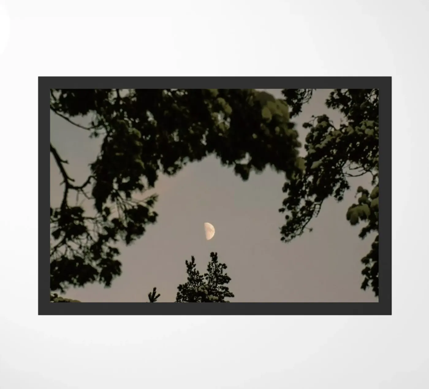 The Moon zerbino da Pale Grain