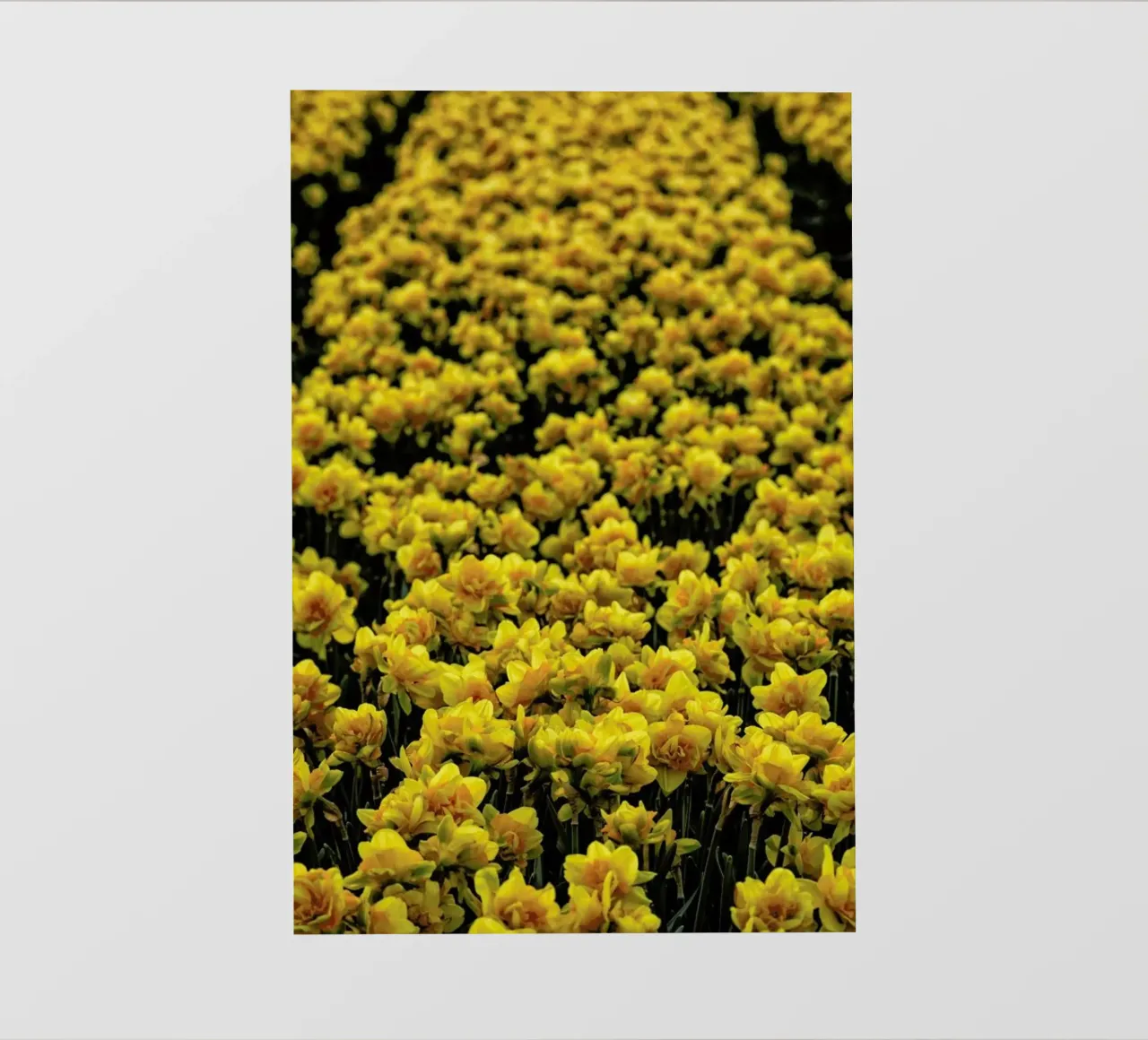 Golden Tulips telo in pvc da Curious Collections by Marielle Leenders