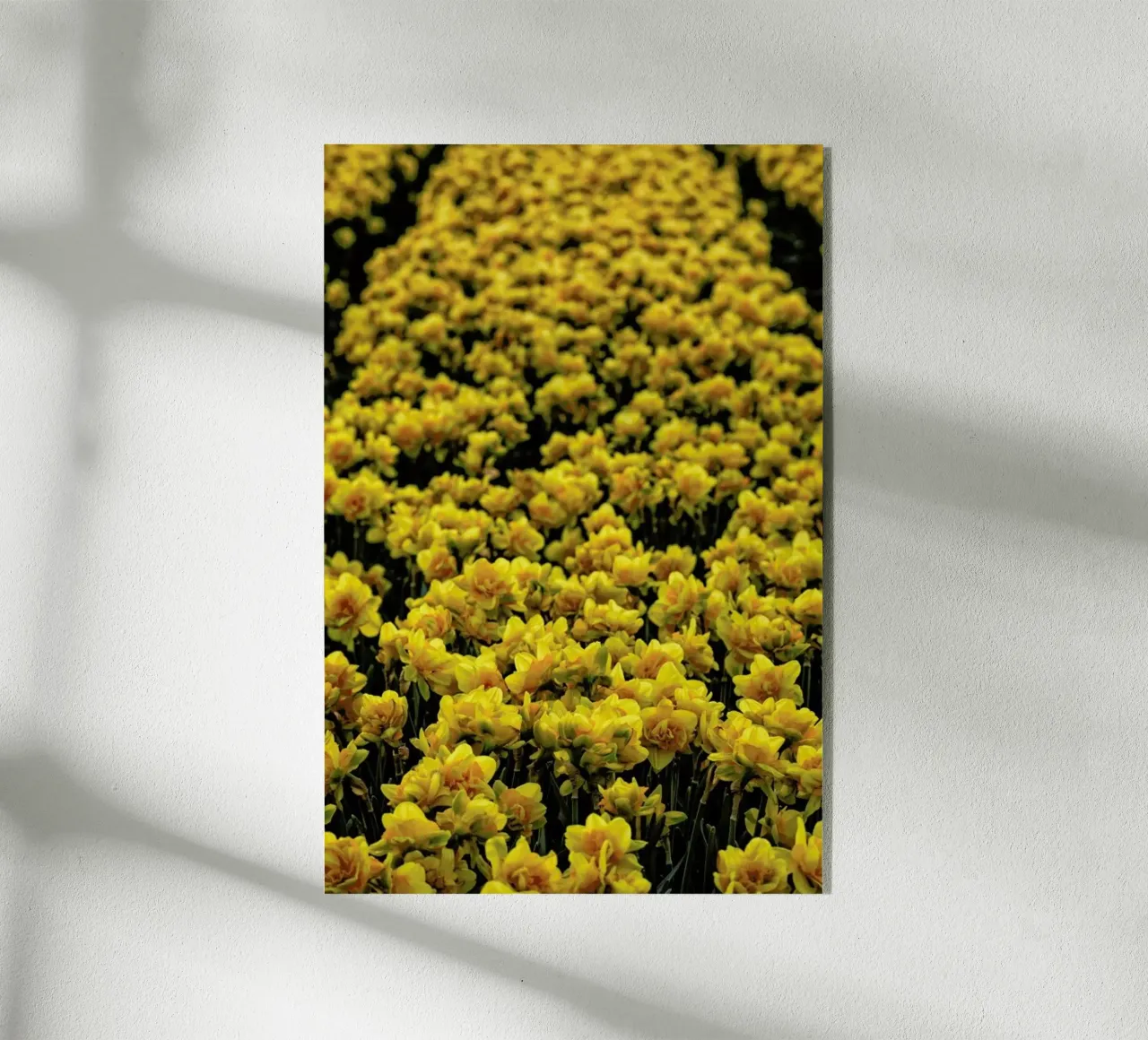 Golden Tulips plexiglass da Curious Collections by Marielle Leenders