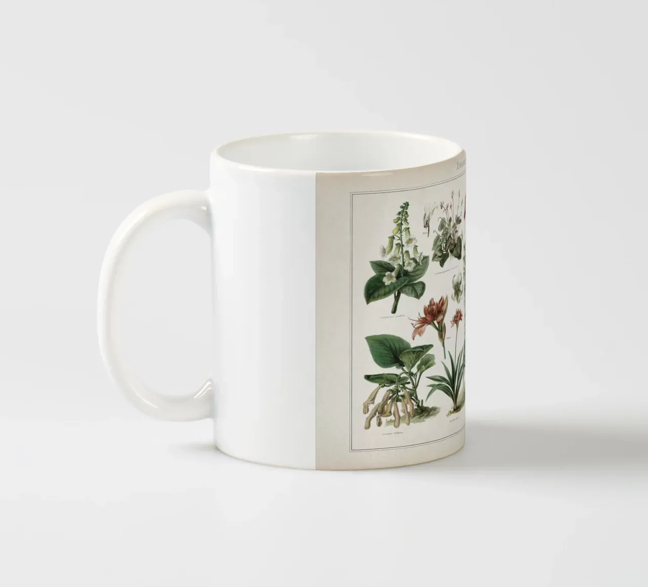 Vintage Meyers 2 Zimmerpflanzen 2 tazza in ceramica da Vintage Print Collection