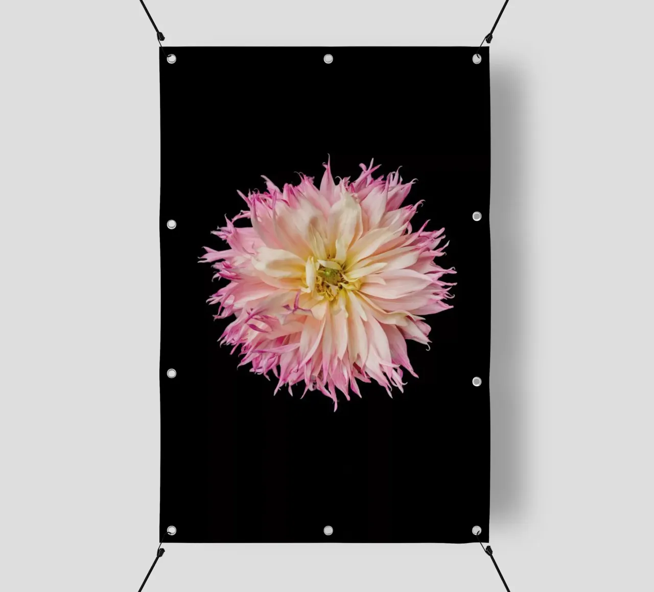 Pink Star Dahlia pvc cover by Curious Collections by Marielle Leenders