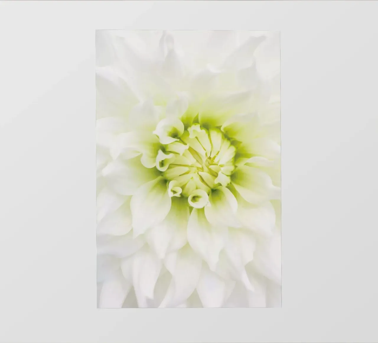 White Dahlia pvc cover by Curious Collections by Marielle Leenders