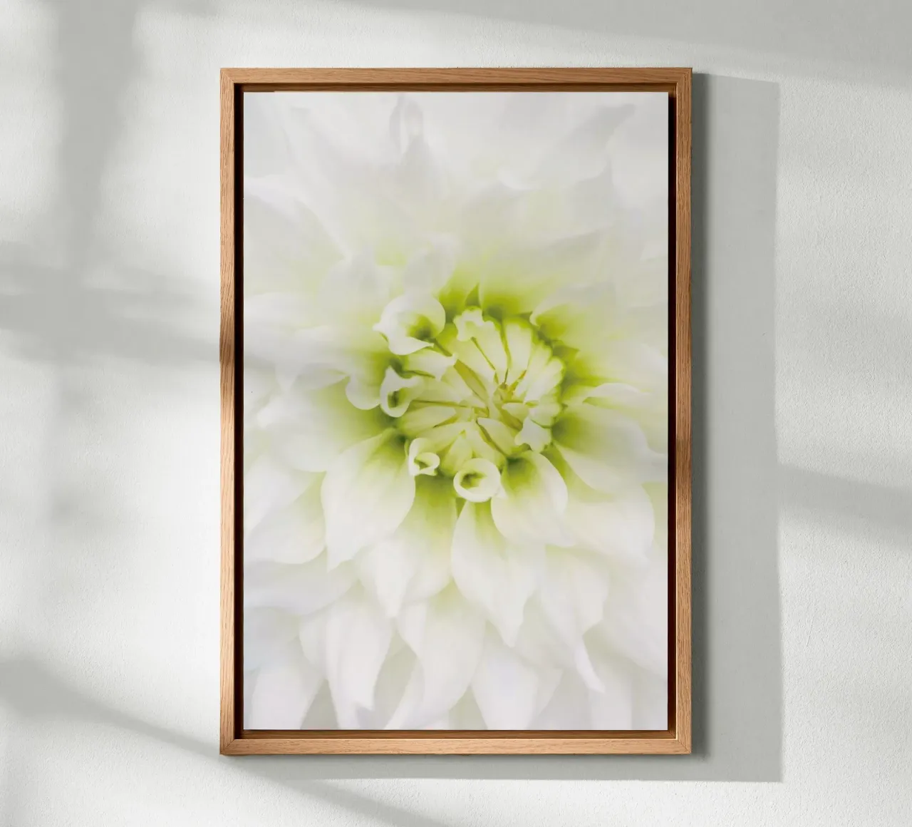 White Dahlia forex plate by Curious Collections by Marielle Leenders