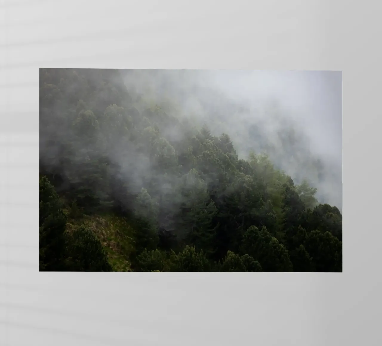Nebbia e pini, un risveglio di primavera pellicola backlit da karijn_landscapes