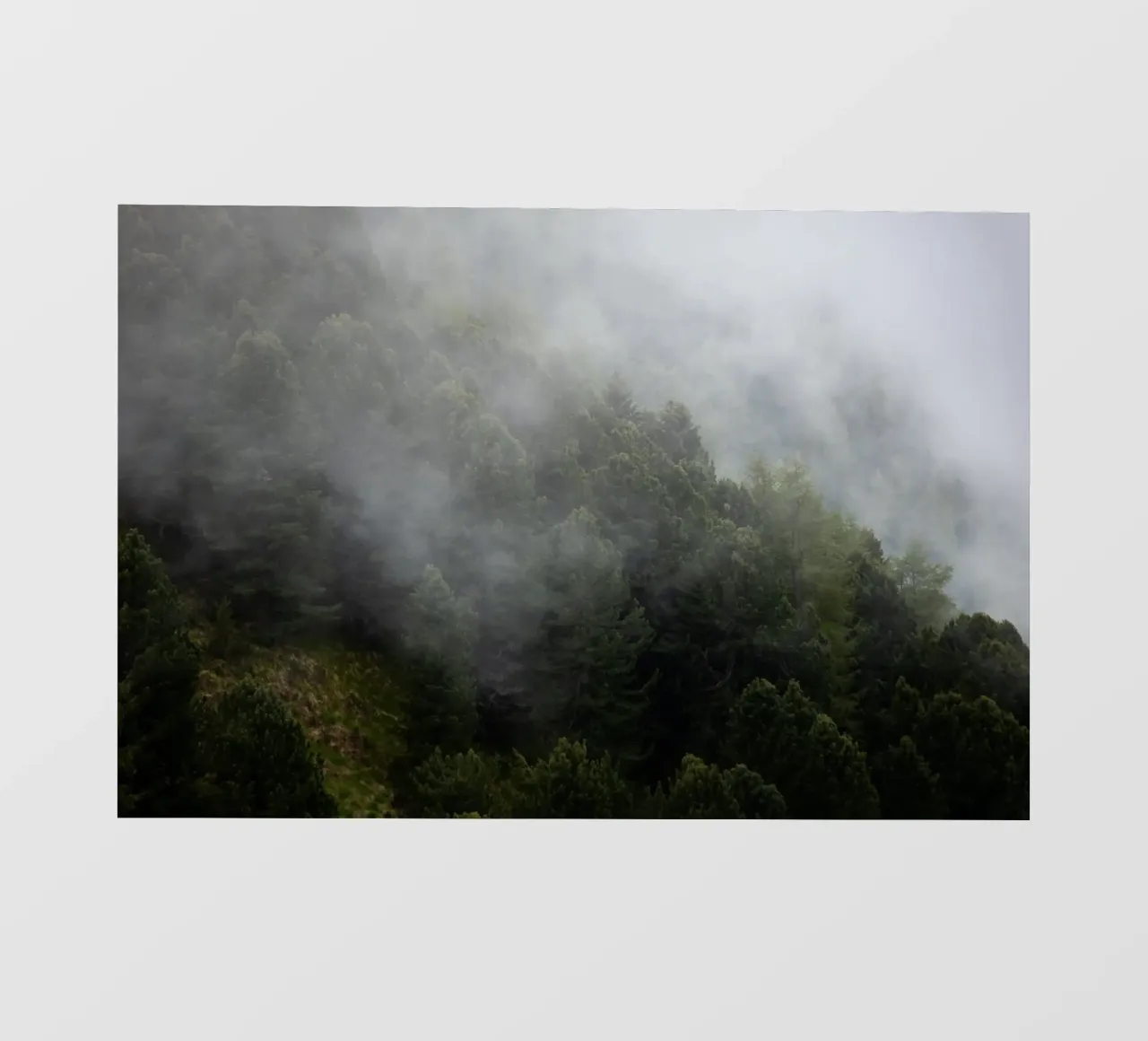Nebbia e pini, un risveglio di primavera telo in pvc da karijn_landscapes