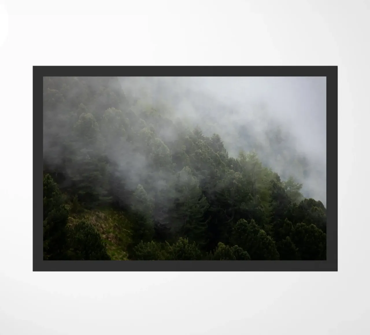 Nebbia e pini, un risveglio di primavera zerbino da karijn_landscapes