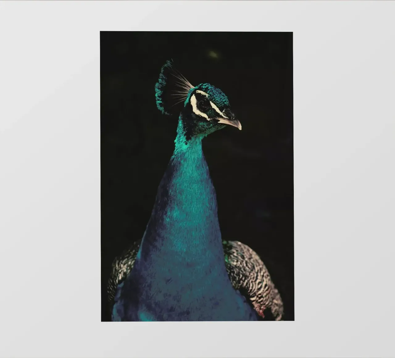 Peacock And Proud pellicola backlit da Ingrid Beddoes