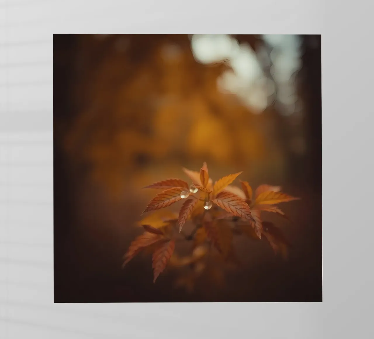 Le foglie autunnali scintillano con le gocce di pioggia in una foresta serena pellicola backlit da DesignDoodle