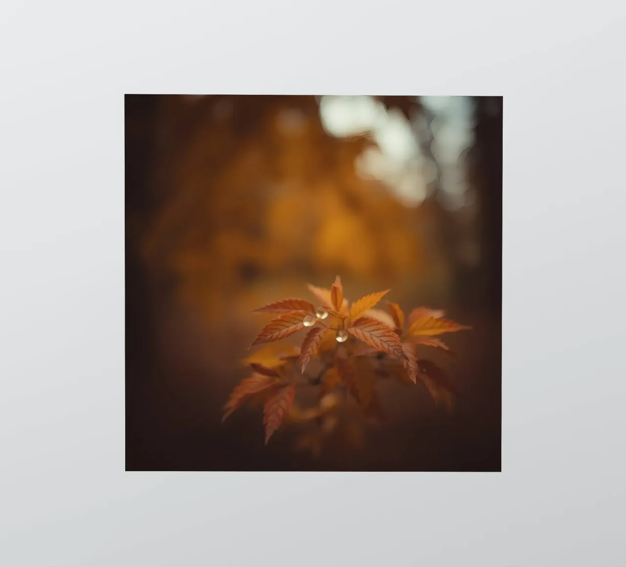 Le foglie autunnali scintillano con le gocce di pioggia in una foresta serena adesivo da DesignDoodle
