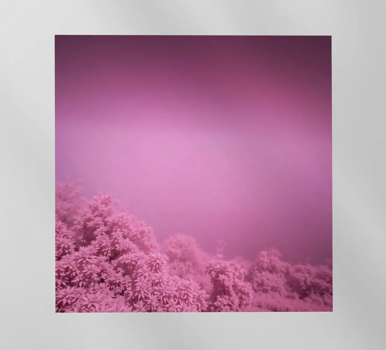 paesaggio rosa con fogliame lussureggiante e illuminazione soffusa pellicola backlit da DesignDoodle