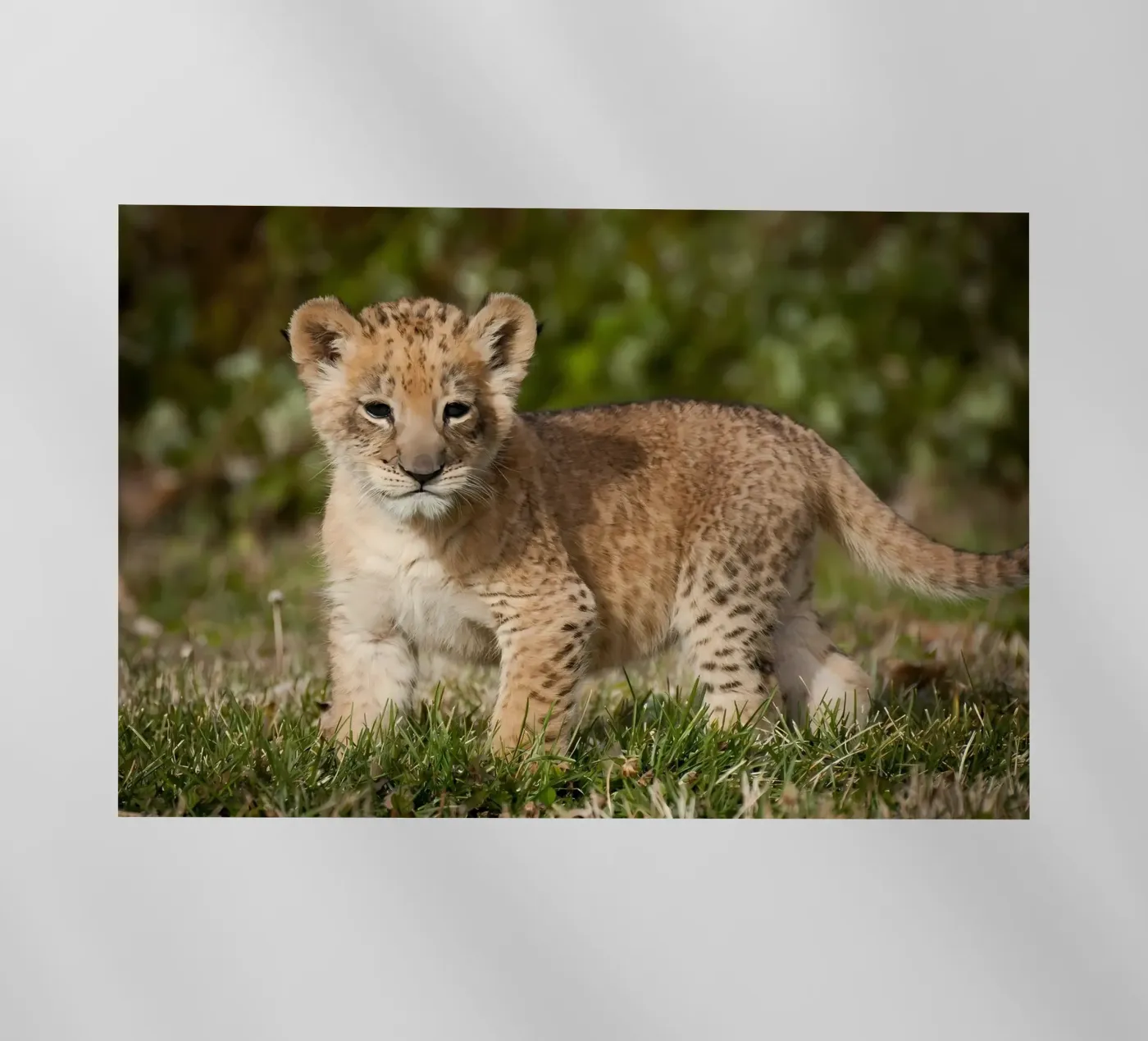 Dierenposter 72 backlit folie van Korrie Lane