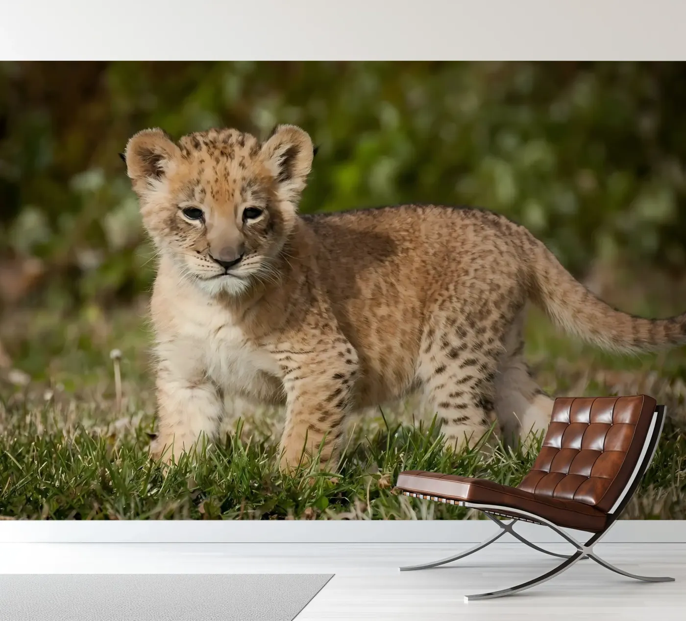 Dierenposter 72 fotobehang van Korrie Lane