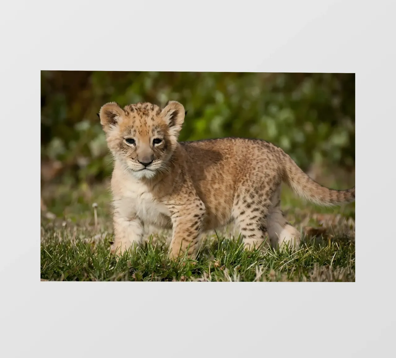 Dierenposter 72 fotobehang van Korrie Lane