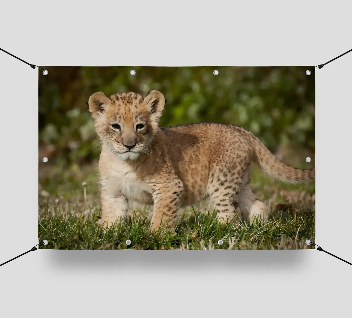 Dierenposter 72 pvc-zeil van Korrie Lane
