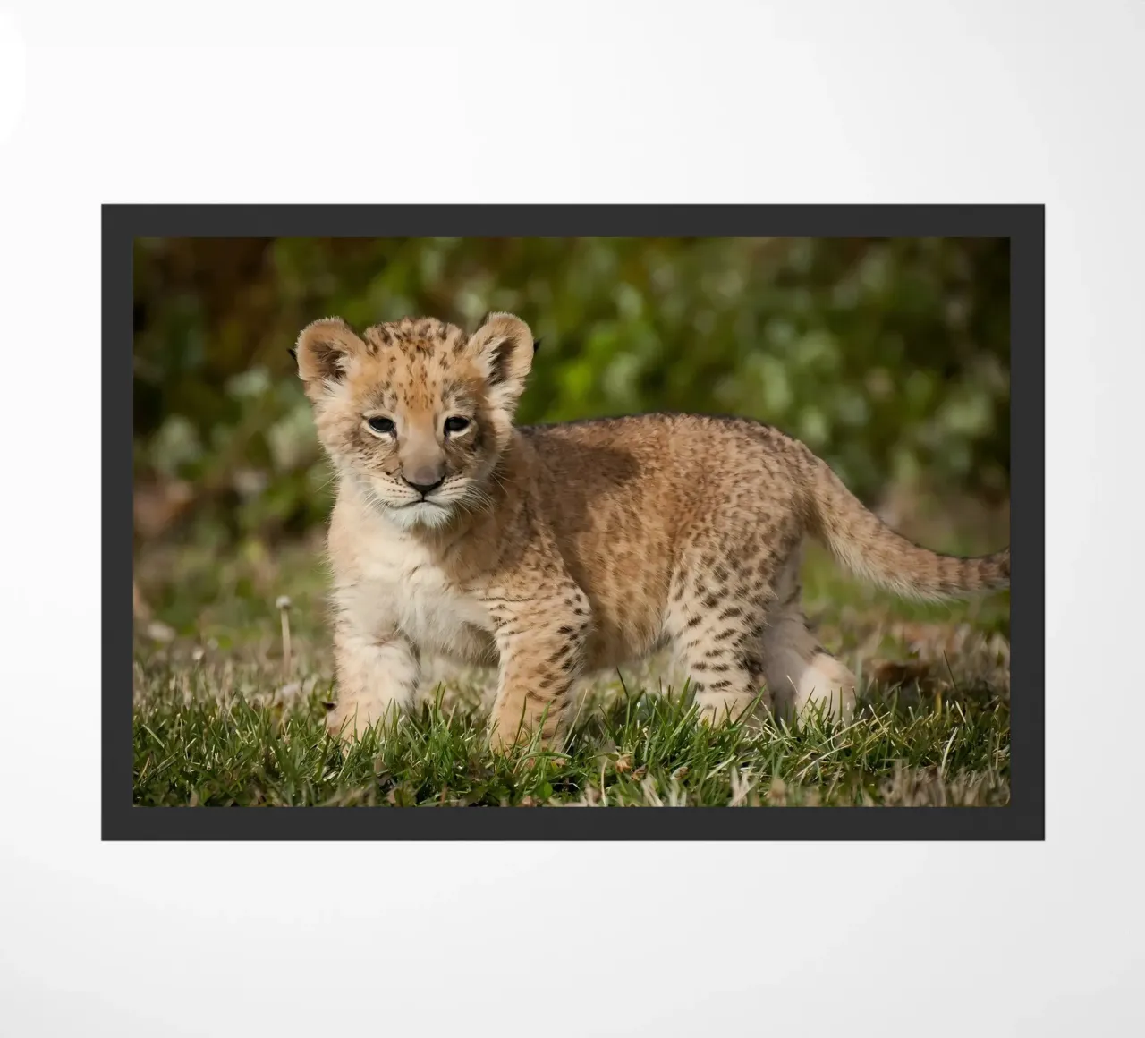 Tierposter 72 Fußmatte von Korrie Lane