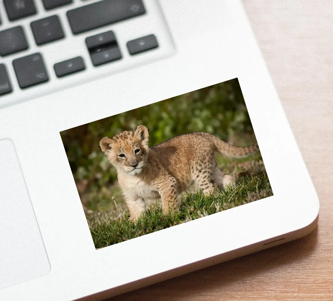 Dierenposter 72 sticker van Korrie Lane