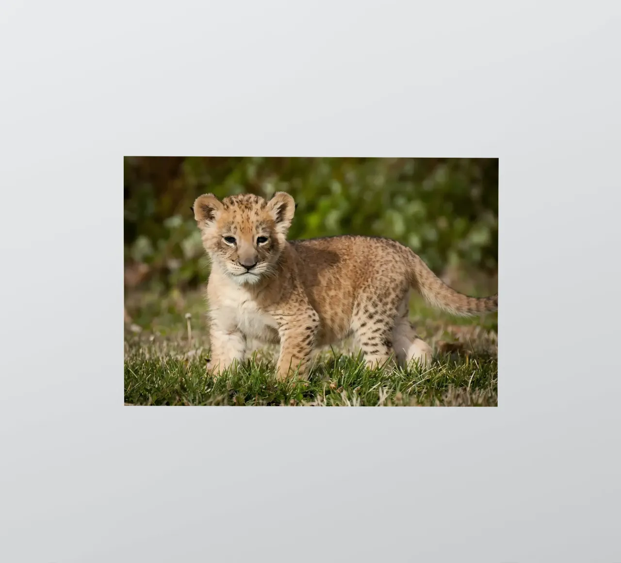 Dierenposter 72 sticker van Korrie Lane