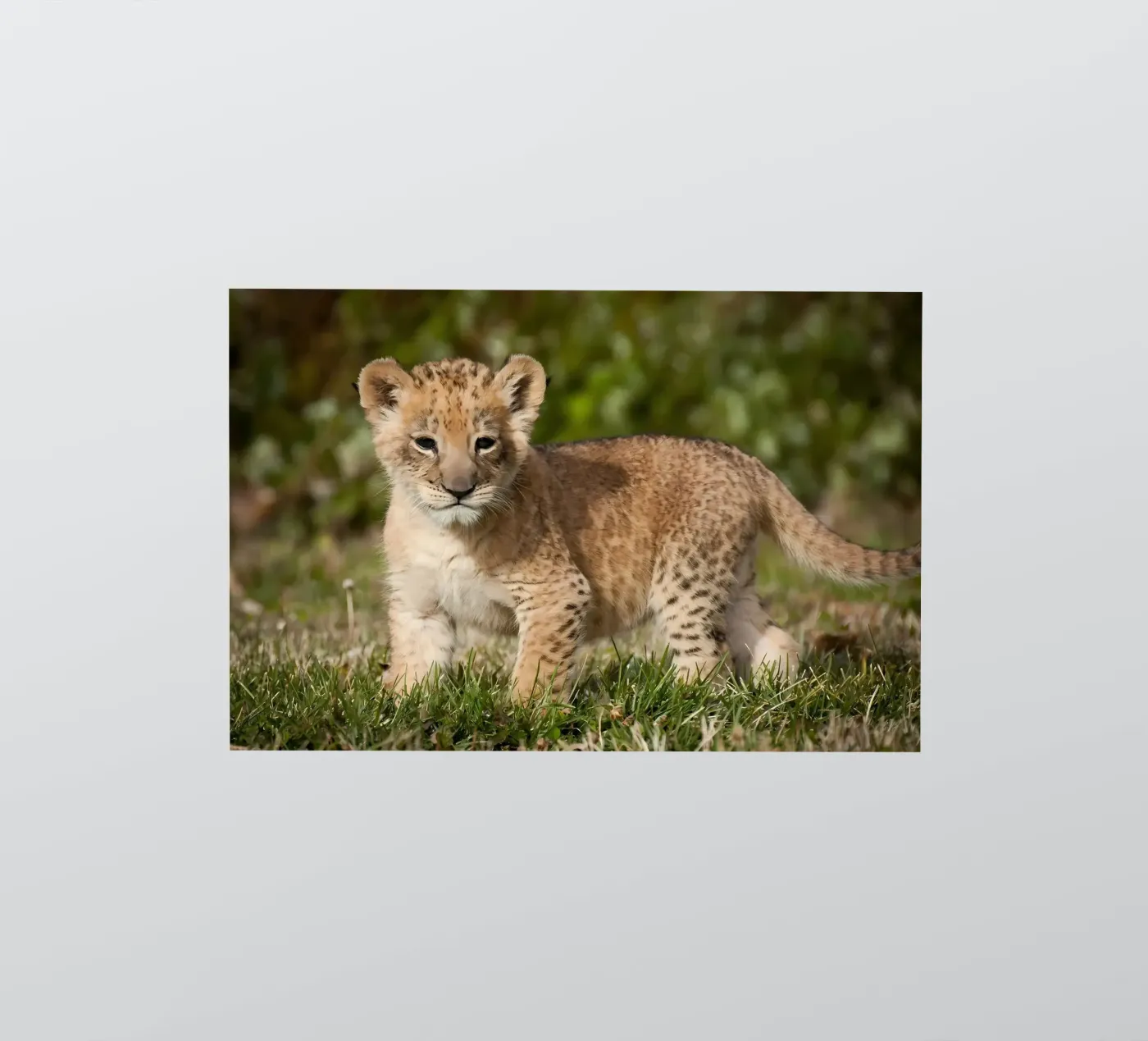 Animal poster 72 sticker van Korrie Lane