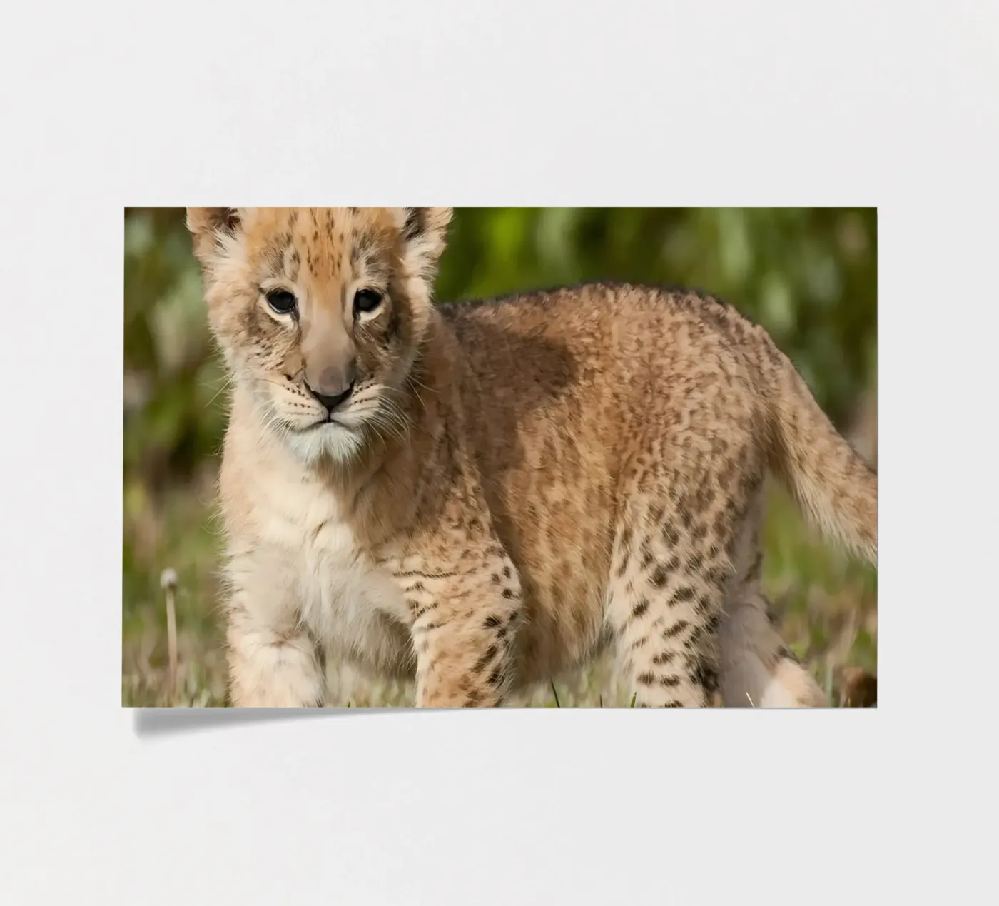 Animal poster 72 stickervel van Korrie Lane