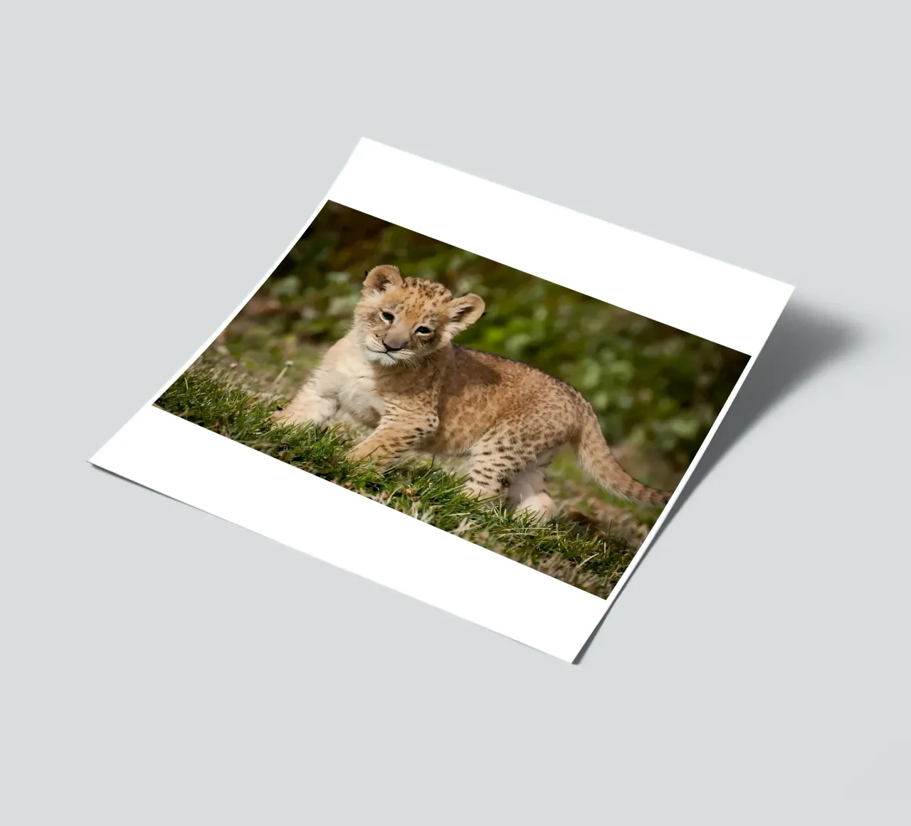 Dierenposter 72 stickervel van Korrie Lane