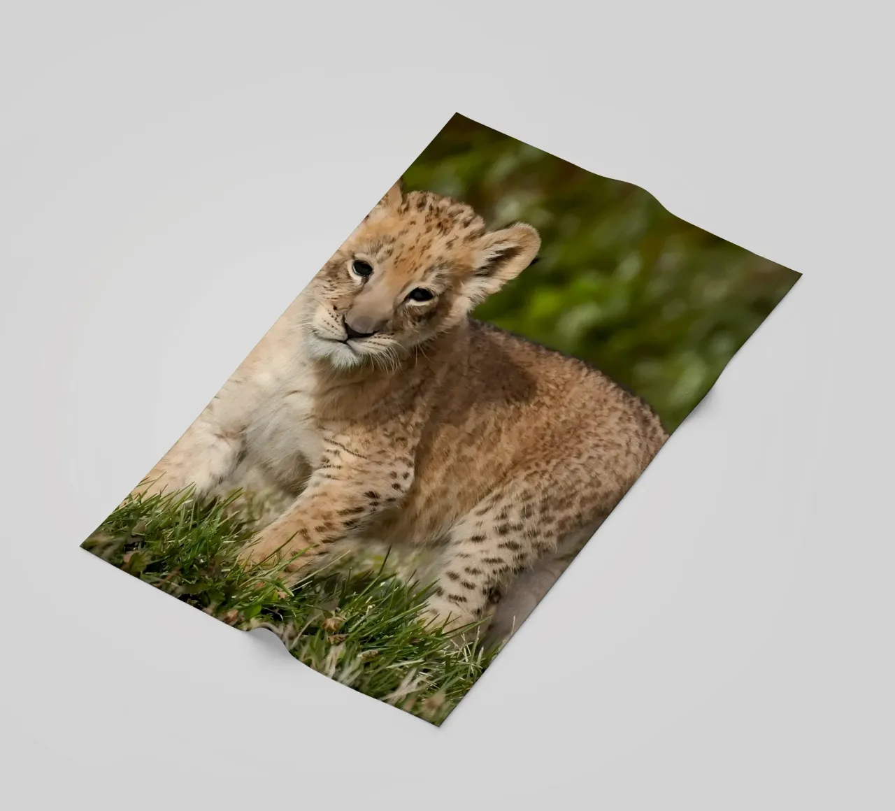 Animal poster 72 telo mare da Korrie Lane