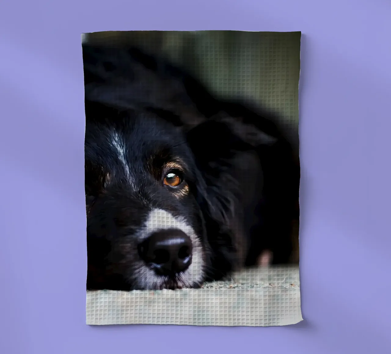 Poster d'animaux 85 torchon de Korrie Lane
