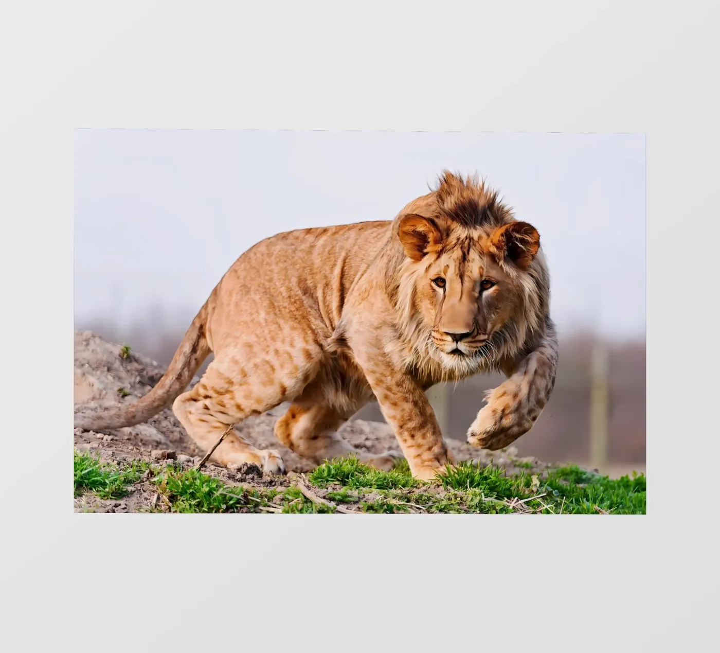 Dierenposter 86 fotobehang van Korrie Lane