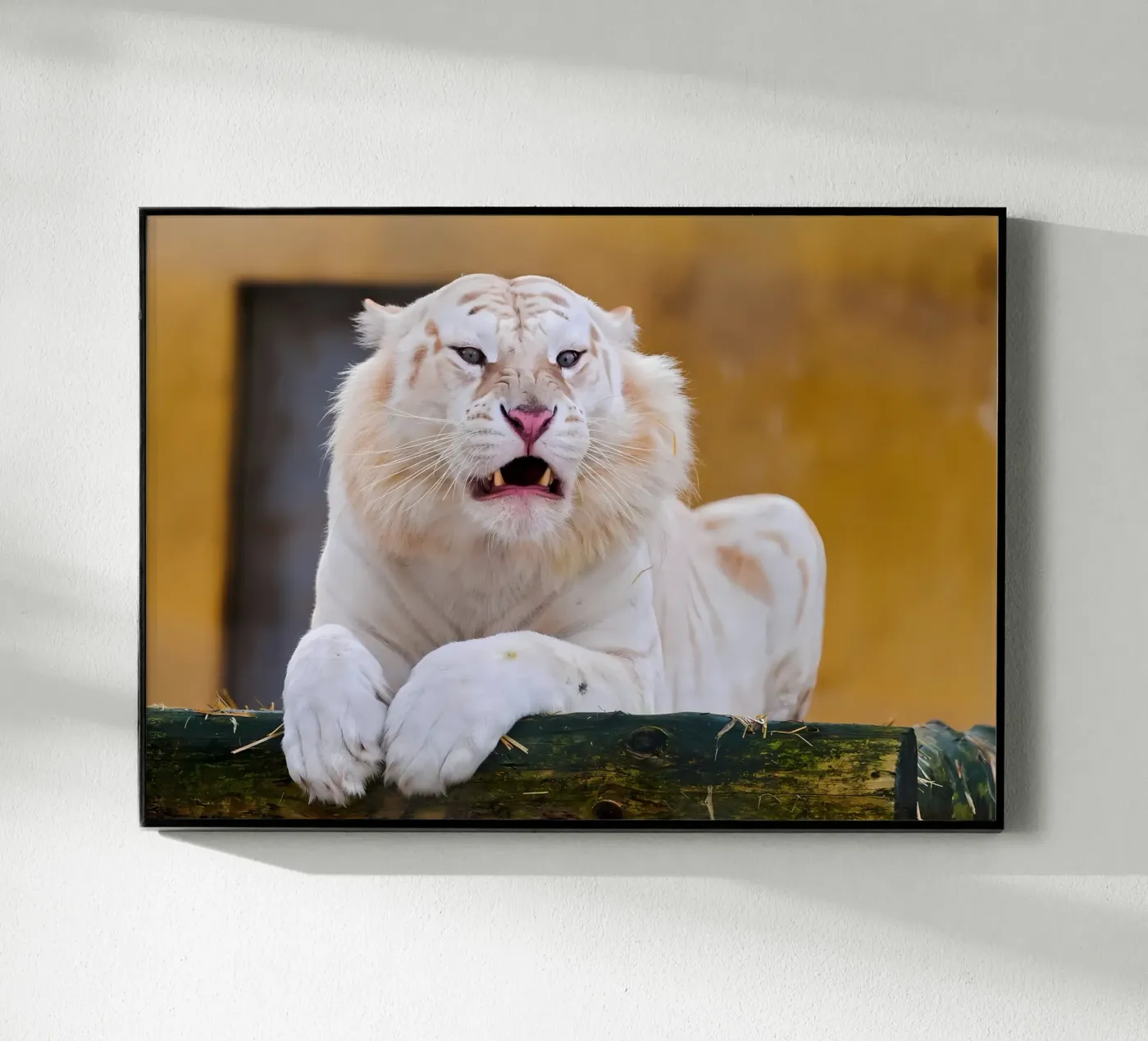 Poster animali 87 plexiglass da Korrie Lane