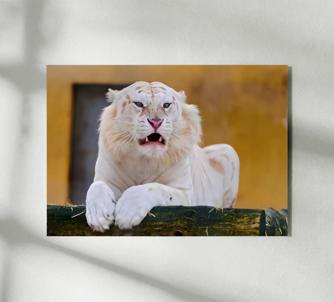 Poster animali 87 plexiglass da Korrie Lane