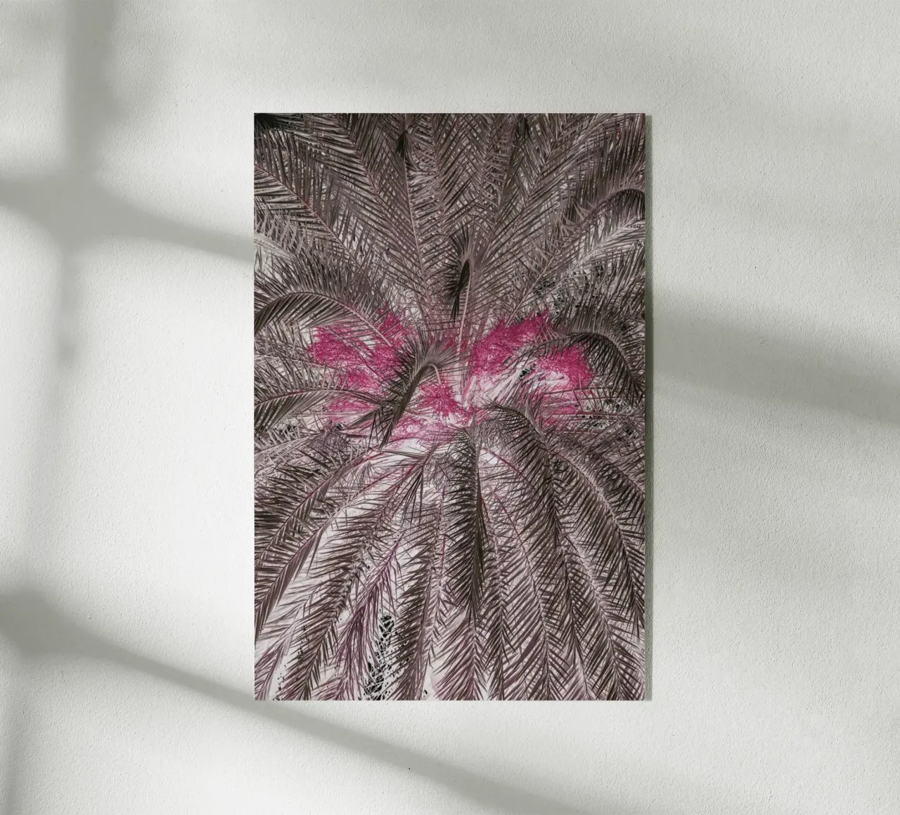 Pink Lady plexiglass da Shot By Clint