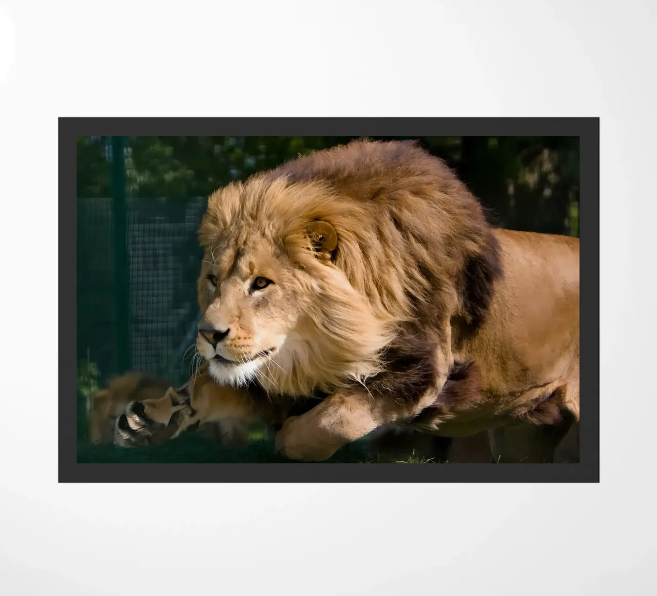 Poster animali 127 zerbino da Korrie Lane
