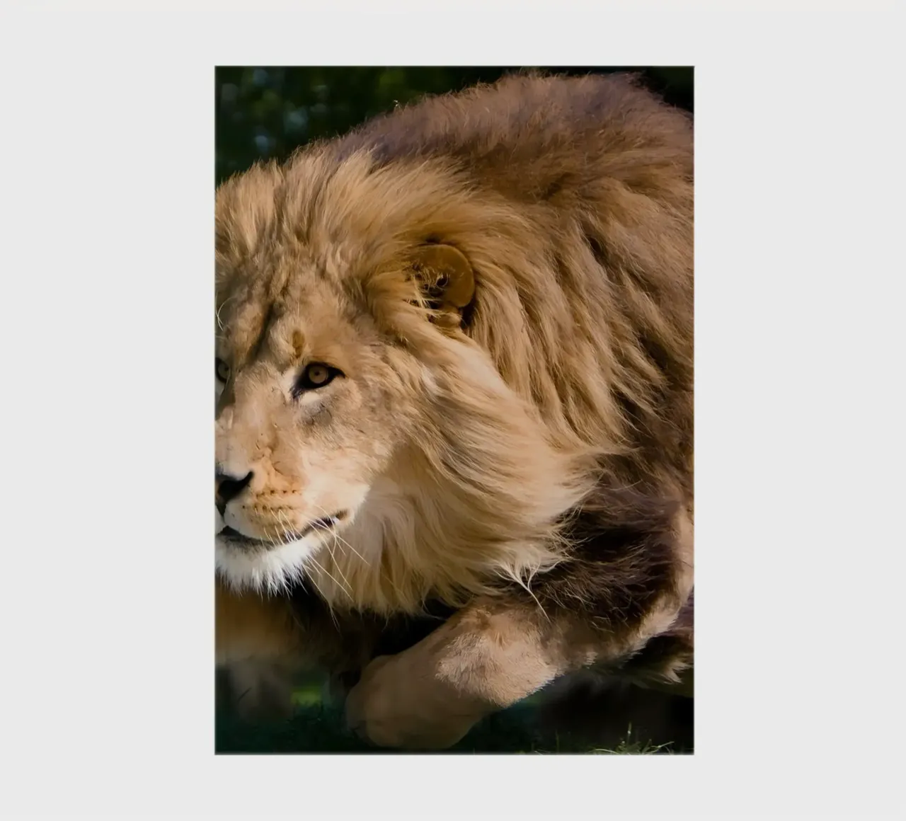Animal poster 127 notebook by Korrie Lane