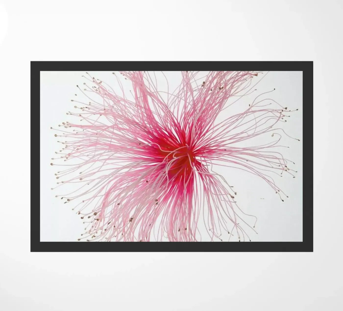 Botanical Obsession 23 zerbino da Shot By Clint